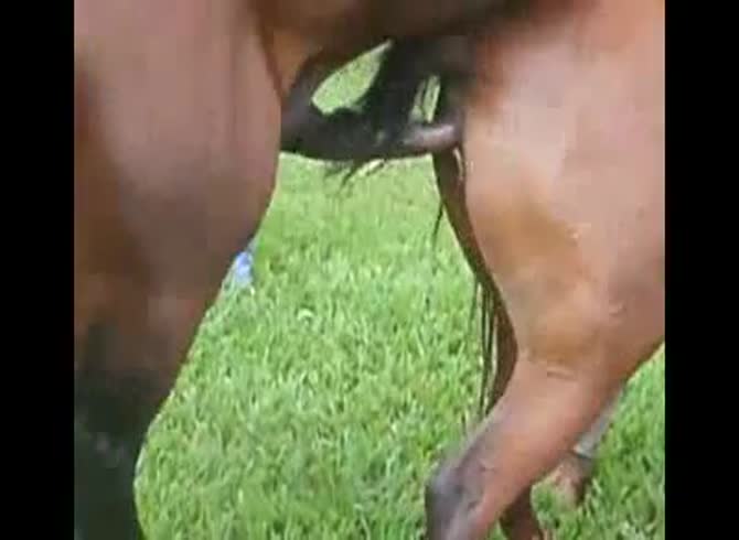 Video :Horses having sex in the farm in animal porno